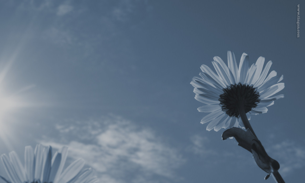 View / Download 'Oxeye Daisy' wallpaper (1280x768, widescreen)